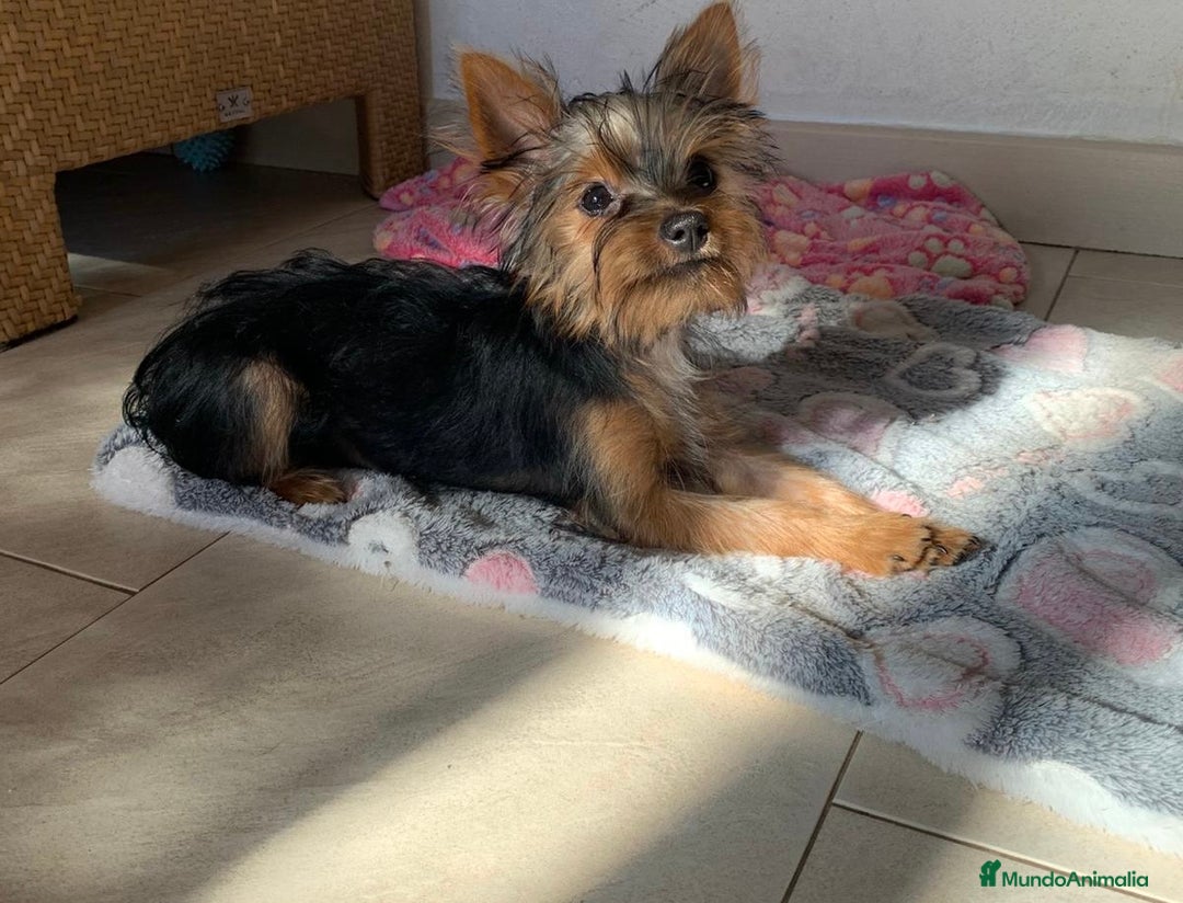 Yorkshire Terrier perros en venta: Yorkshire Terrier Hembra 4 Meses 🐾✨ - Imagen 1