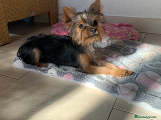 Yorkshire Terrier perros - Anuncio 4