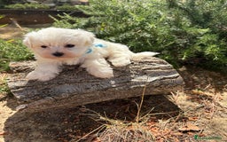 Bichón Maltés perros en venta: Bichon Maltés alta selección  - Imagen 3