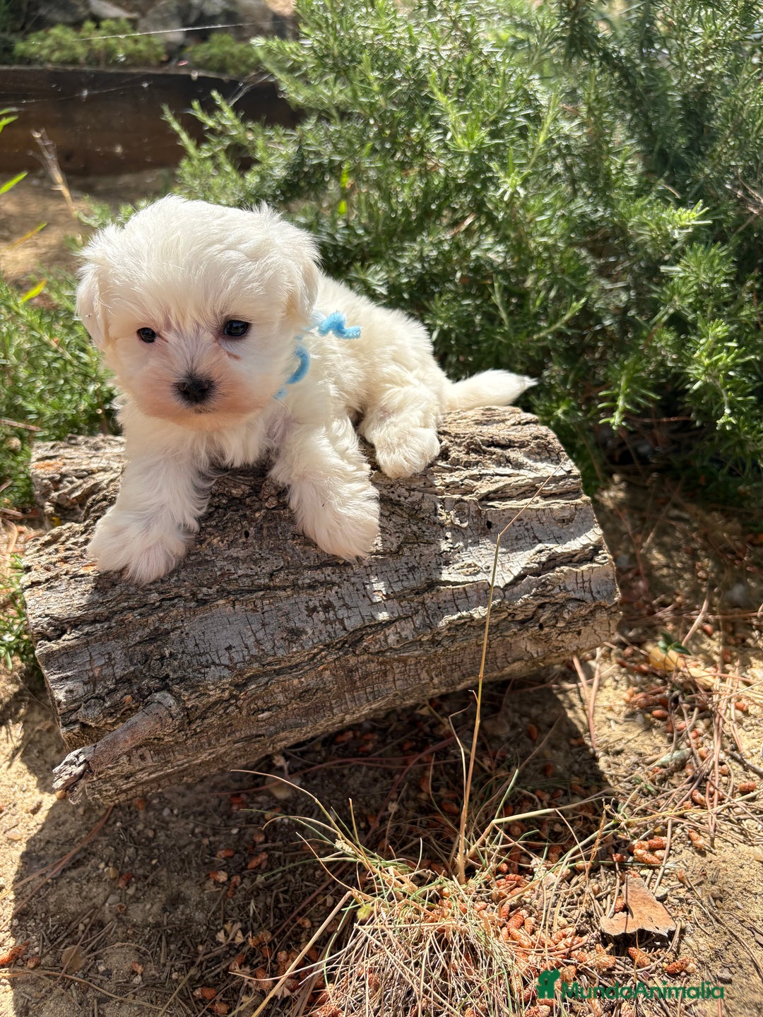 Bichón Maltés perros en venta: Bichon Maltés alta selección  - Imagen 3
