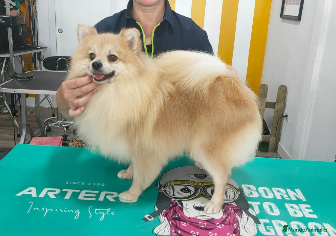 Maltipom perros en venta: Maltipom de excelente calidad  - Anuncio 1