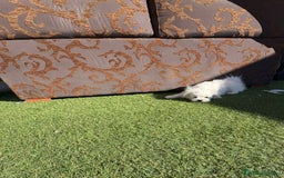Raza Mixta perros en venta: Maltipom - Imagen 10
