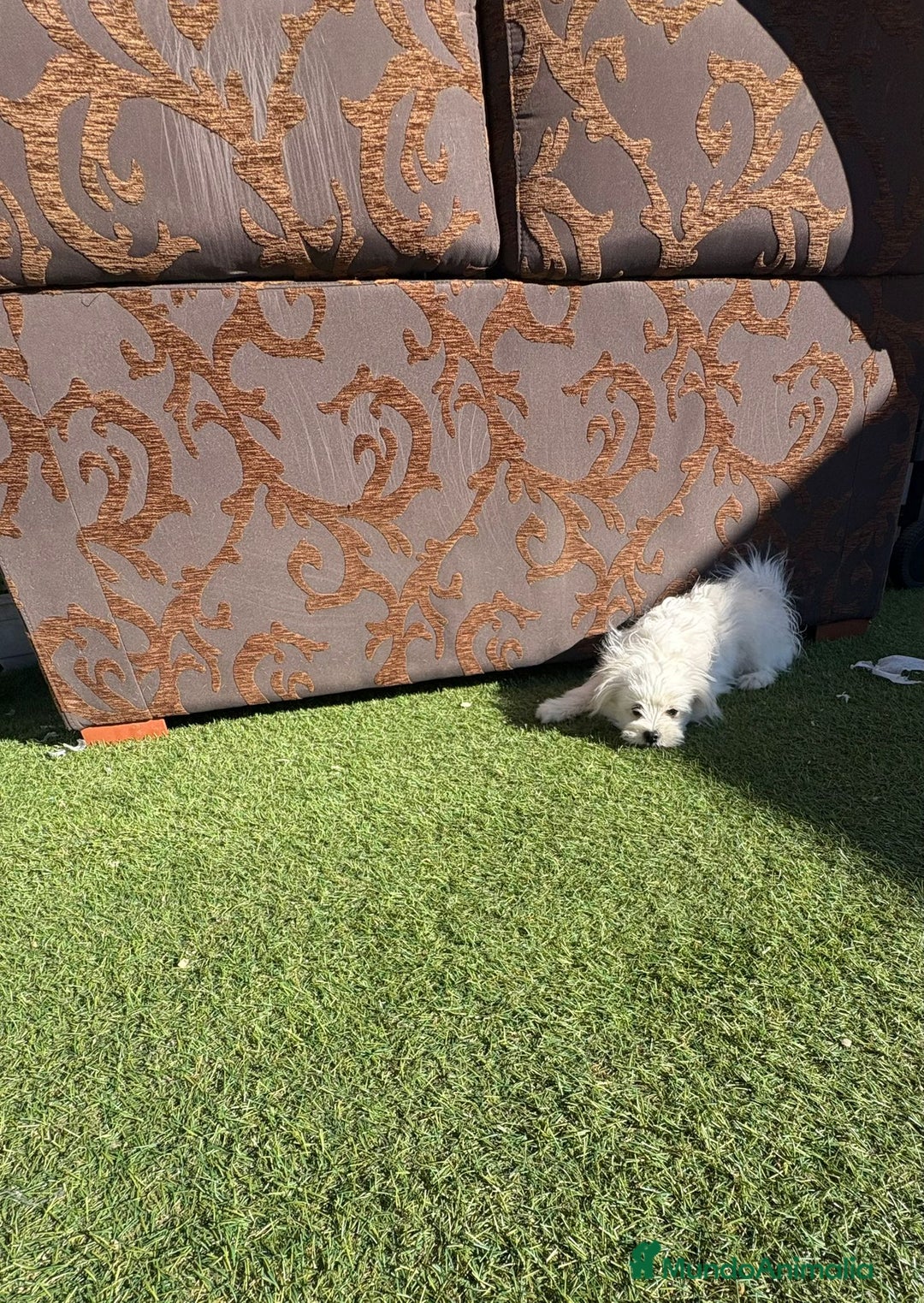 Raza Mixta perros en venta: Maltipom - Imagen 10