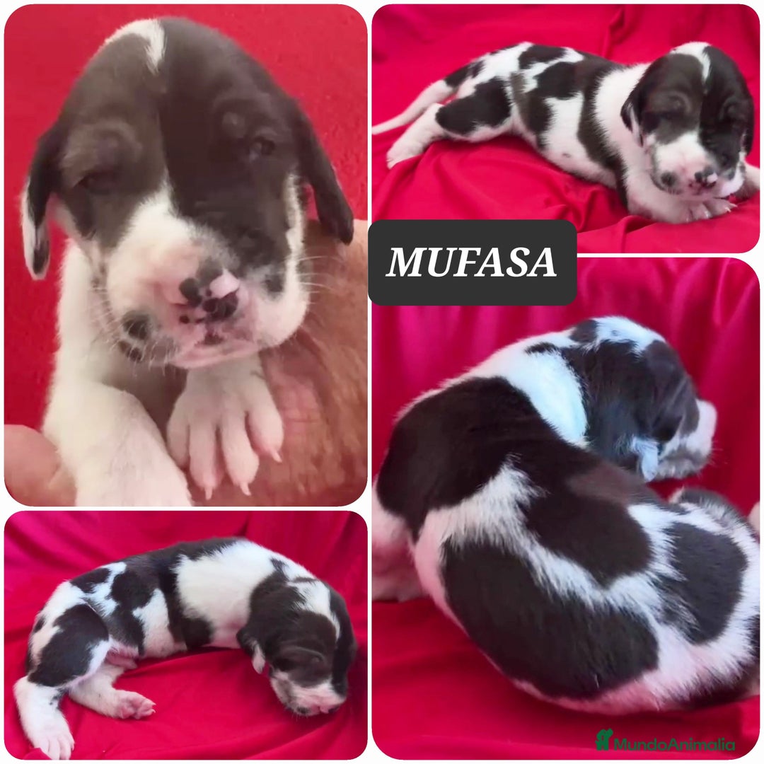 Dogo Alemán perros en venta: Cachorros bebes - Imagen 1