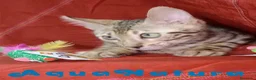 Bengalí gatos en venta: Bengali Macho 6261 - AQUANATURA en Barcelona - Anuncio 4