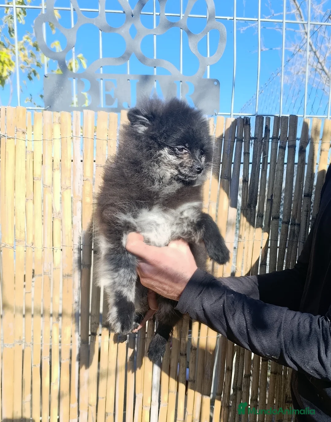 Pomerania perros en venta: Pomerania merle MACHO - Anuncio 4