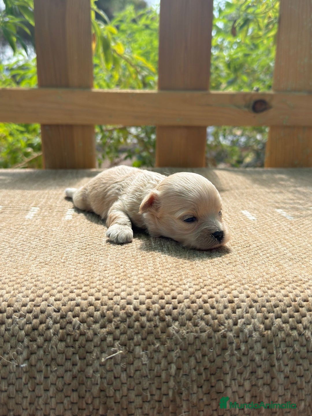 Maltipoo perros en venta: Maltipoo bebes Toy preciosos  - Imagen 4