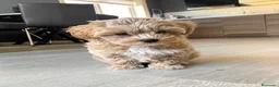 Maltipoo perros en venta: Pequeños Maltipoo Toy 🧸💕 - Anuncio 4