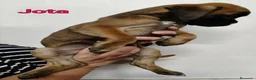 Boxer perros en venta: Camada " J " del Pimpanón  - Anuncio 9