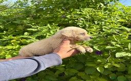 Labrador Retriever perros en venta: Labrador blanco macho - Imagen 3