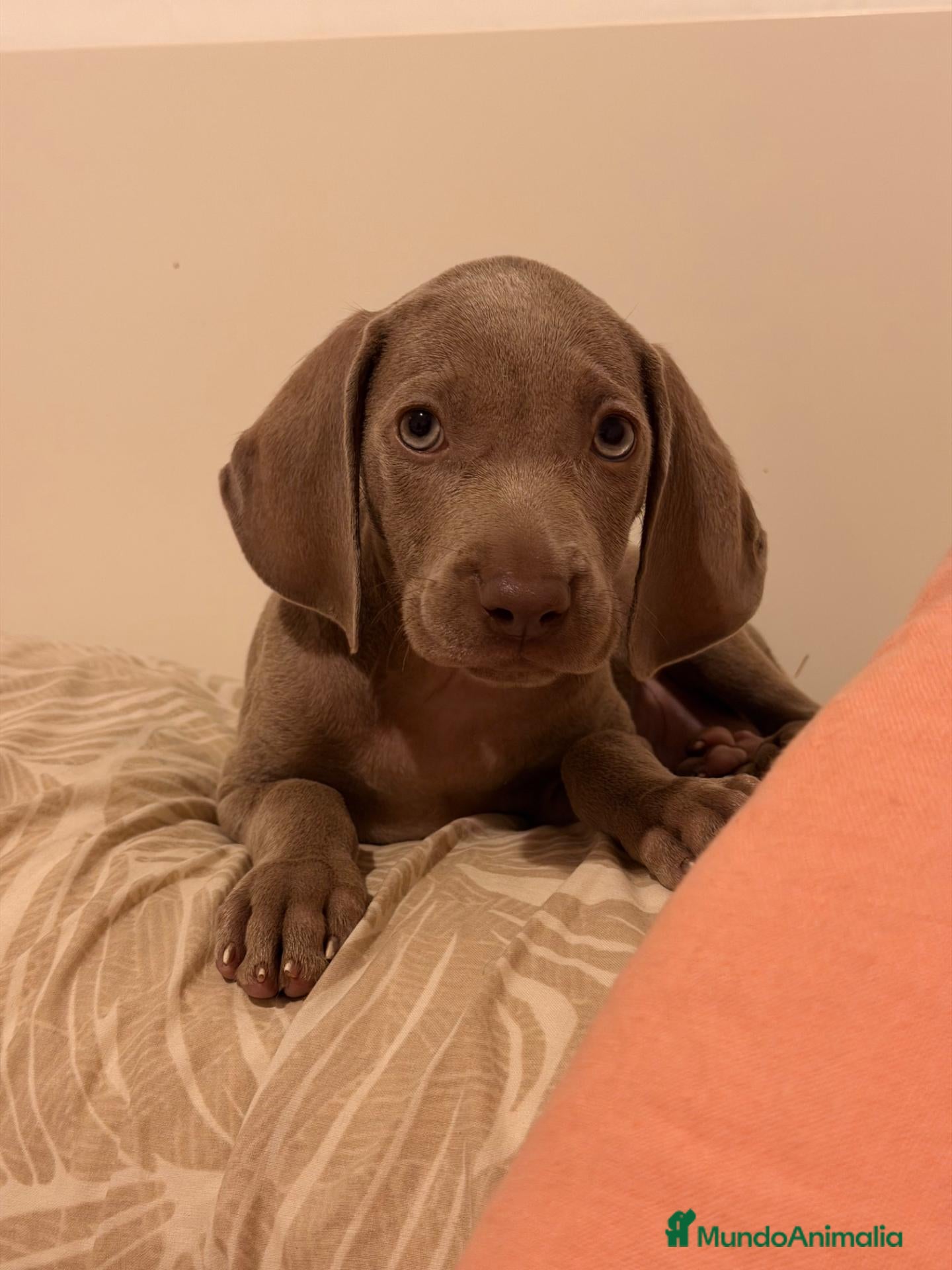 Weimaraner perros Braco de Weimar  - Anuncio 10
