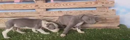 American Staffordshire-Terrier perros en venta: American stanford 🐾🐶 en Málaga - Anuncio 8