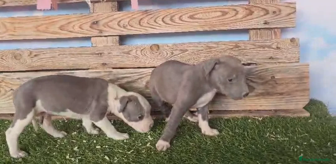 American Staffordshire-Terrier perros en venta: American stanford 🐾🐶 en Málaga - Anuncio 8