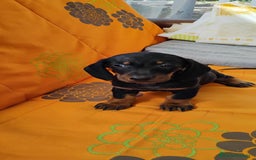 Teckel perros en venta: Cachorros teckel miniatura  - Imagen 4
