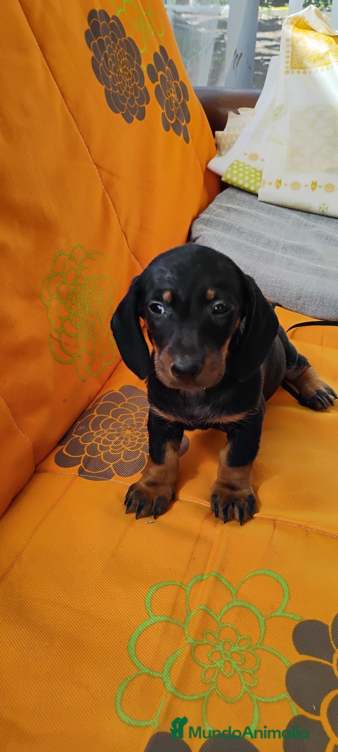 Teckel perros en venta: Cachorros teckel miniatura  - Imagen 4
