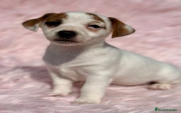 Jack Russell Terrier perros en venta: JACK RUSSEL HEMBRA DISPONIBLE - Imagen 3