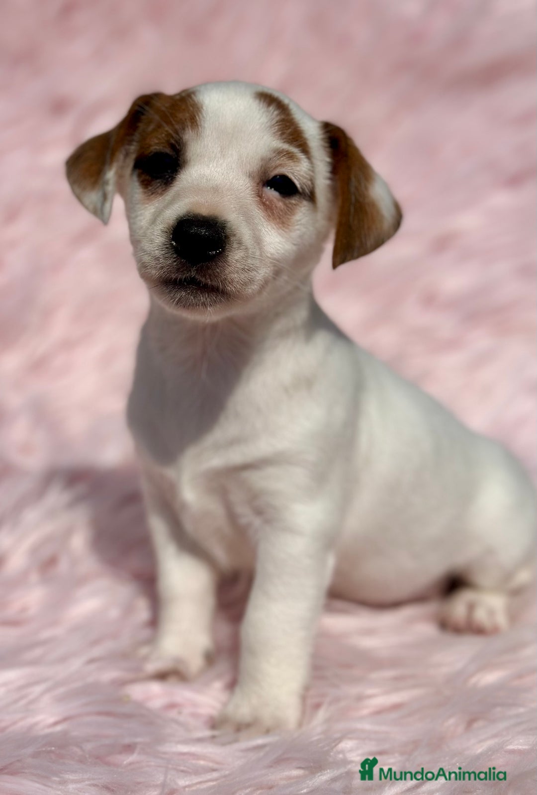 Jack Russell Terrier perros en venta: JACK RUSSEL HEMBRA DISPONIBLE - Imagen 3