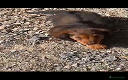 Teckel Miniatura perros en venta: Macho miniatura pelo largo  - Imagen 1