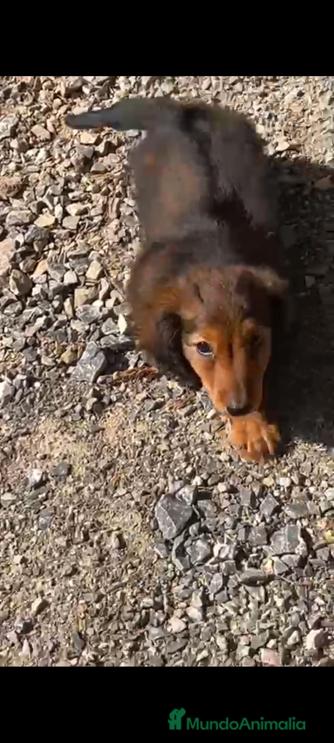 Teckel Miniatura perros en venta: Macho miniatura pelo largo  - Imagen 1