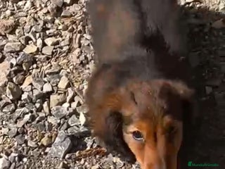 Teckel Miniatura perros - Anuncio 13