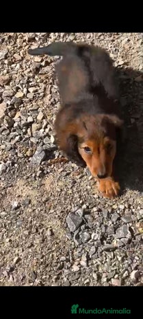 Teckel Miniatura perros - Anuncio 7