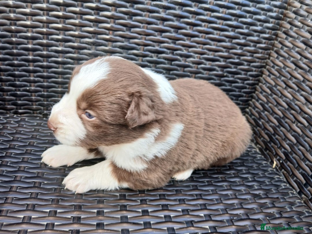 Border Collie perros en venta: Border Collie Chocolate  - Anuncio 2