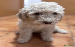 Perro de Agua Español perros en venta: Cachorra de perro de agua Español  - Imagen 2