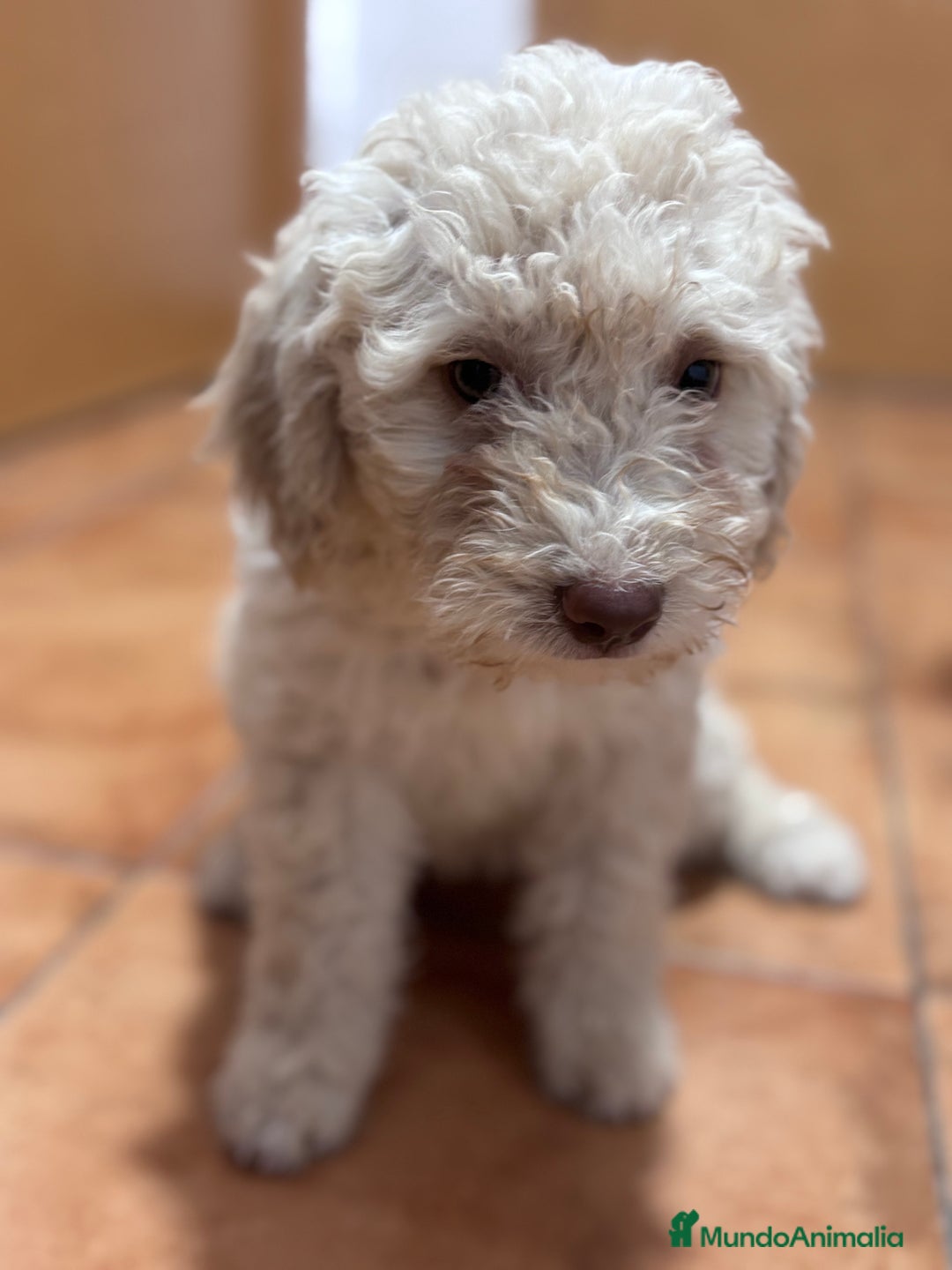 Perro de Agua Español perros en venta: Cachorra de perro de agua Español  - Imagen 2