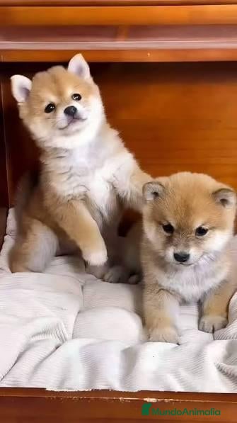 Shiba Inu perros en venta: Shiba inu - Anuncio 2