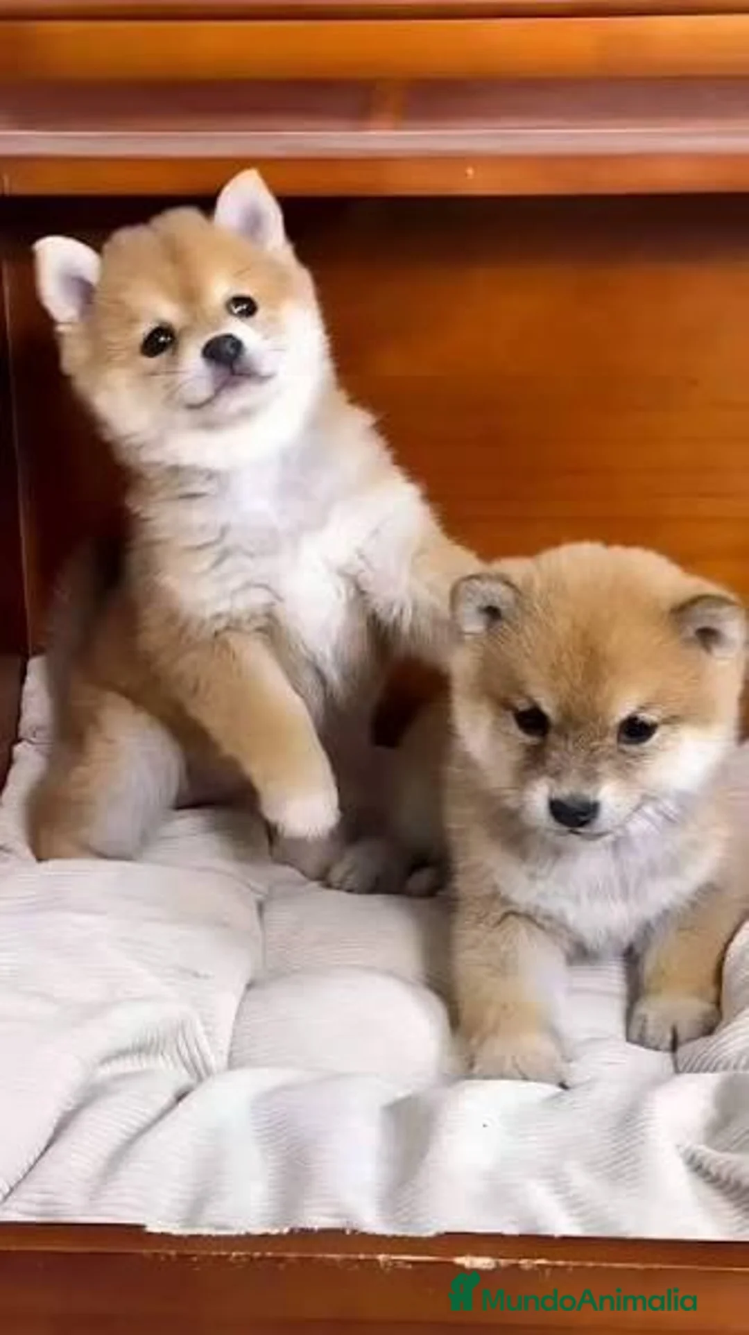 Shiba Inu perros en venta: Shiba inu - Anuncio 2