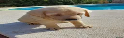 Labrador Retriever perros en venta: Labrador retriever dorado mucho hueso  - Anuncio 4