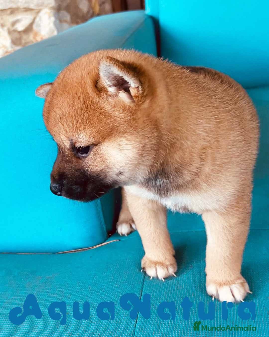 Shiba Inu perros Shiba Inu Hembra 1 de Magy - AQUANATURA en Barcelona - Anuncio 9