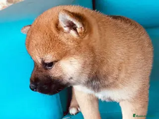 Shiba Inu perros Shiba Inu Hembra 1 de Magy - AQUANATURA en Barcelona - Anuncio 9