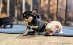 Chihuahua perros en venta: Chihuhua - Anuncio 4