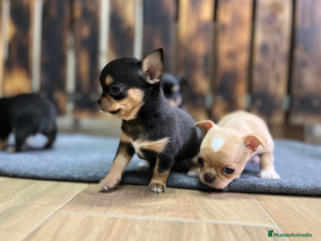 Chihuahua perros en venta: Chihuhua - Anuncio 4