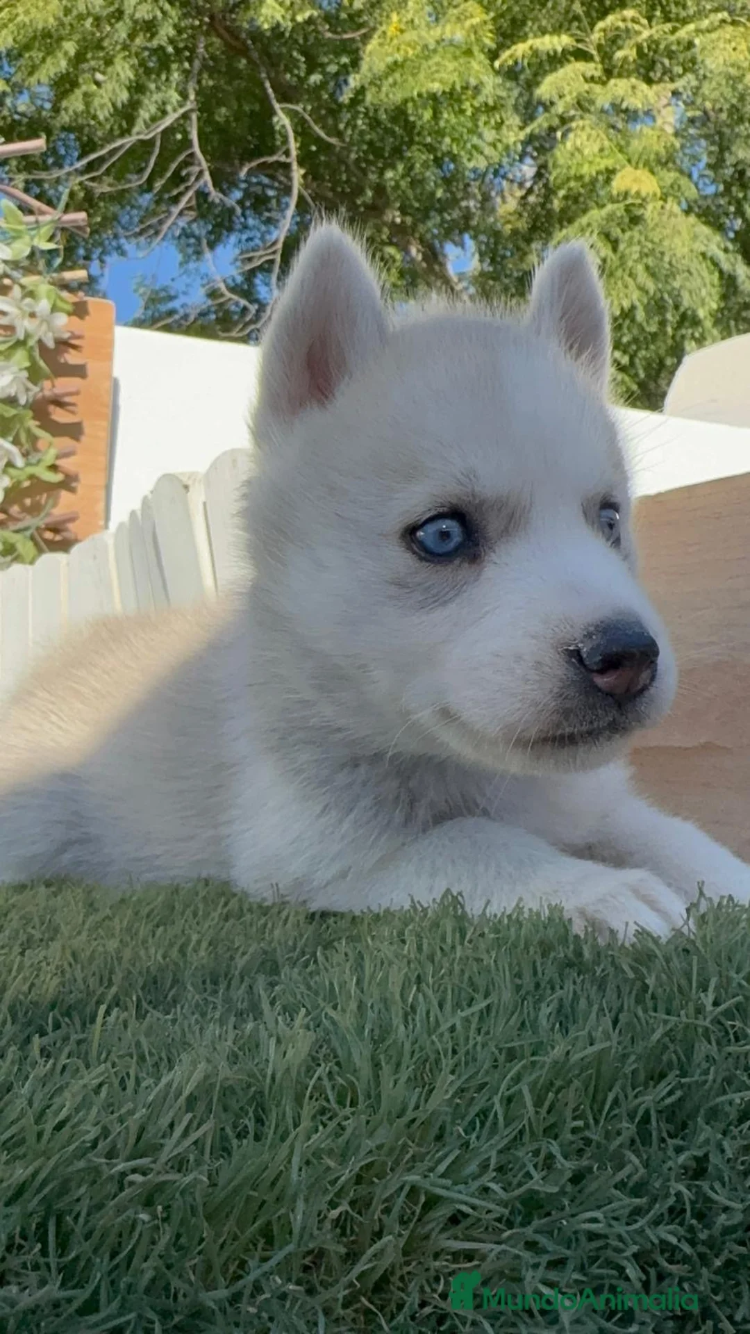 Husky Siberiano perros en venta: HUSKY SIBERIANO - HEMBRAS - Anuncio 37
