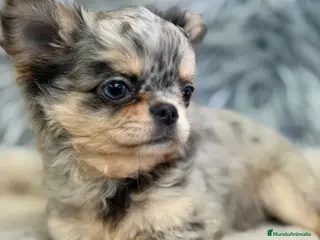Chihuahua perros CHIHUAHUA LÍNEA RUSA TOY - Anuncio 2