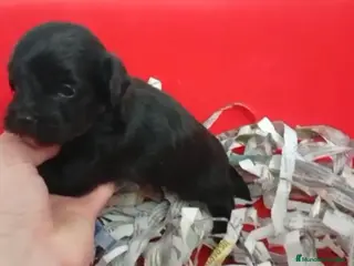 Maltipoo perros Macho maltipoo - Anuncio 1