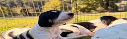 Saluki perros en venta: Camada de Salukis  - Anuncio 19