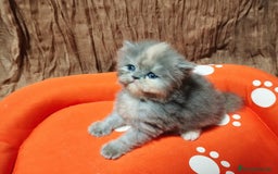 Persa gatos en venta: Gatos persas - Anuncio 6