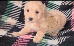 Maltipoo perros en venta: Maltipoo toy  - Imagen 4