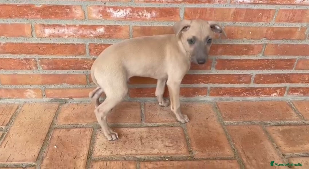 Pequeño Lebrel Italiano perros Galgo enano Italiano Macho Isabela - Anuncio 30