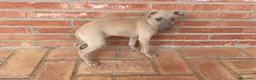 Pequeño Lebrel Italiano perros en venta: Galgo enano Italiano Macho Isabela - Anuncio 3