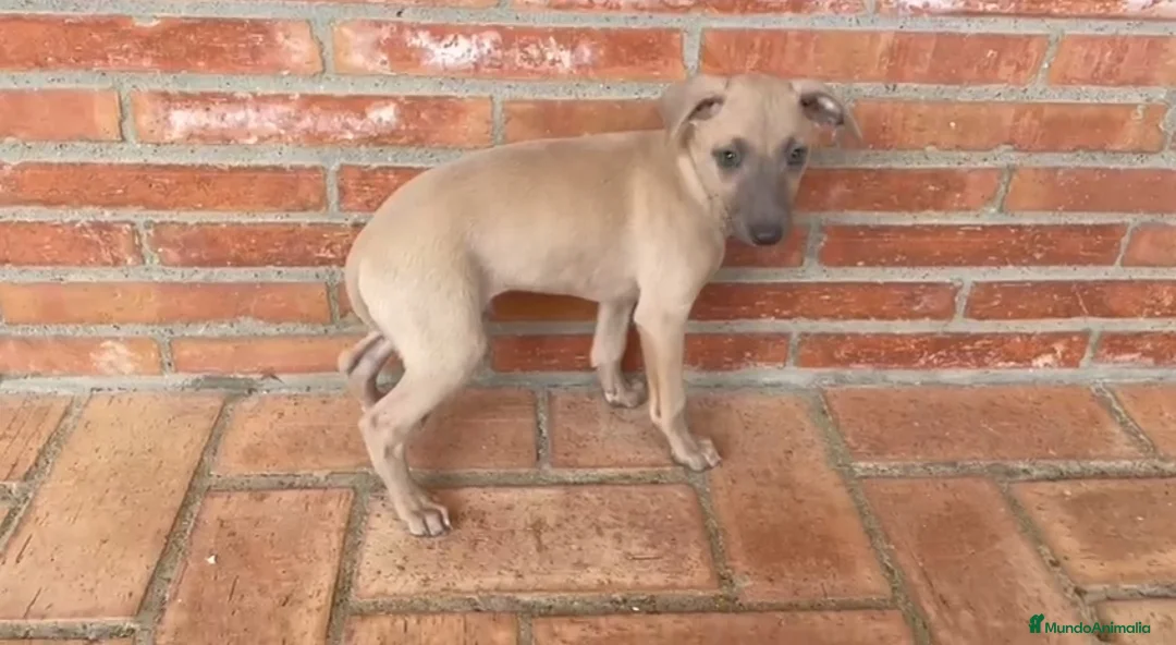 Pequeño Lebrel Italiano perros en venta: Galgo enano Italiano Macho Isabela - Anuncio 3