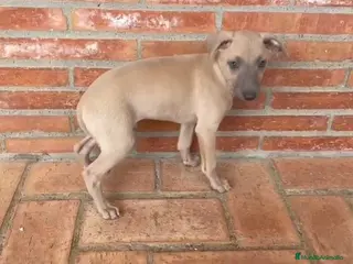 Pequeño Lebrel Italiano perros Galgo enano Italiano Macho Isabela - Anuncio 30