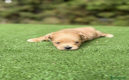 Maltipoo perros en venta: Maltipoo macho apricot toy  - Imagen 2