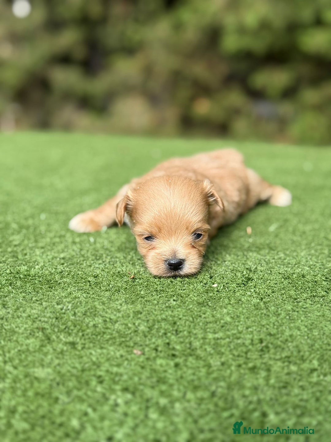 Maltipoo perros en venta: Maltipoo macho apricot toy  - Imagen 2