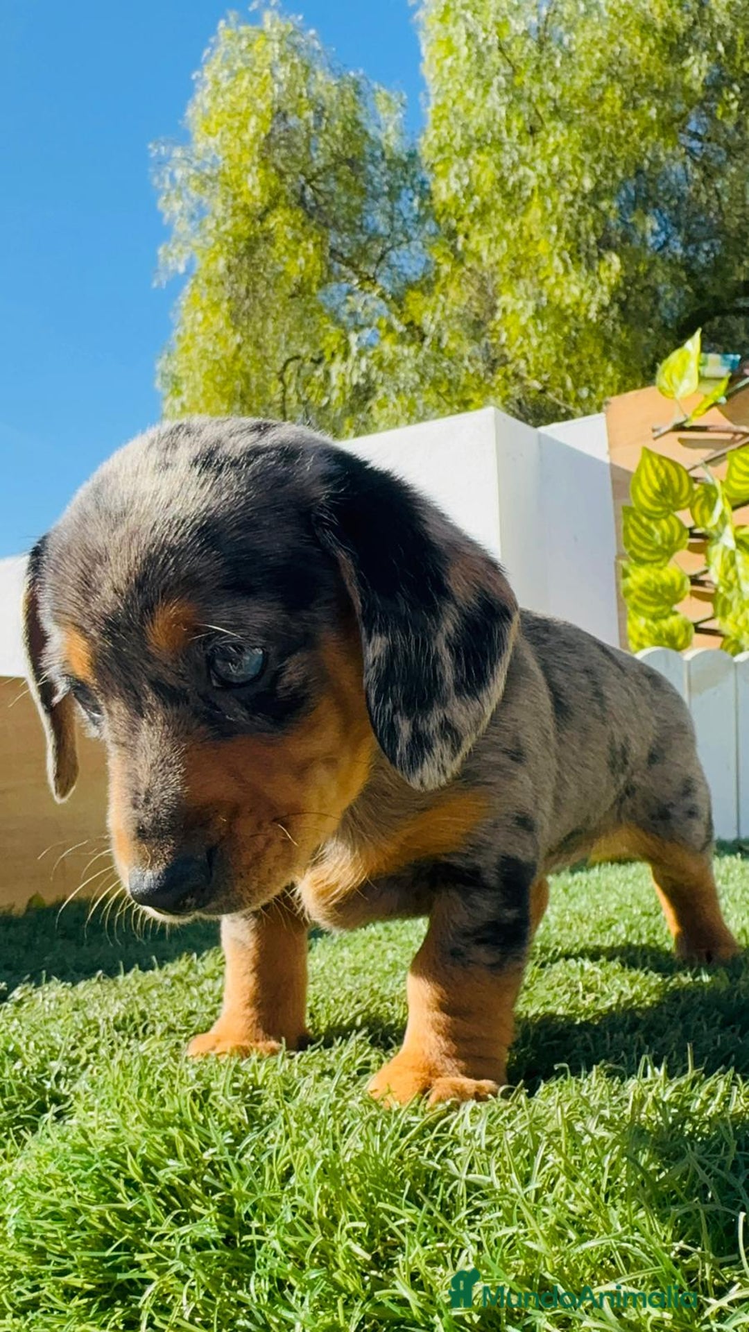 Teckel Miniatura perros en venta: TECKEL MINIATURA HEMBRA - Anuncio 9