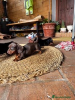 Teckel Miniatura perros - Anuncio 1