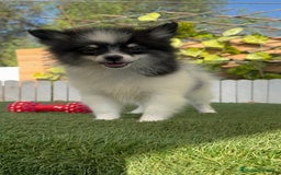 Pomerania perros en venta: POMERANIA MACHO ENVIOS A TODA ESPAÑA - Imagen 12